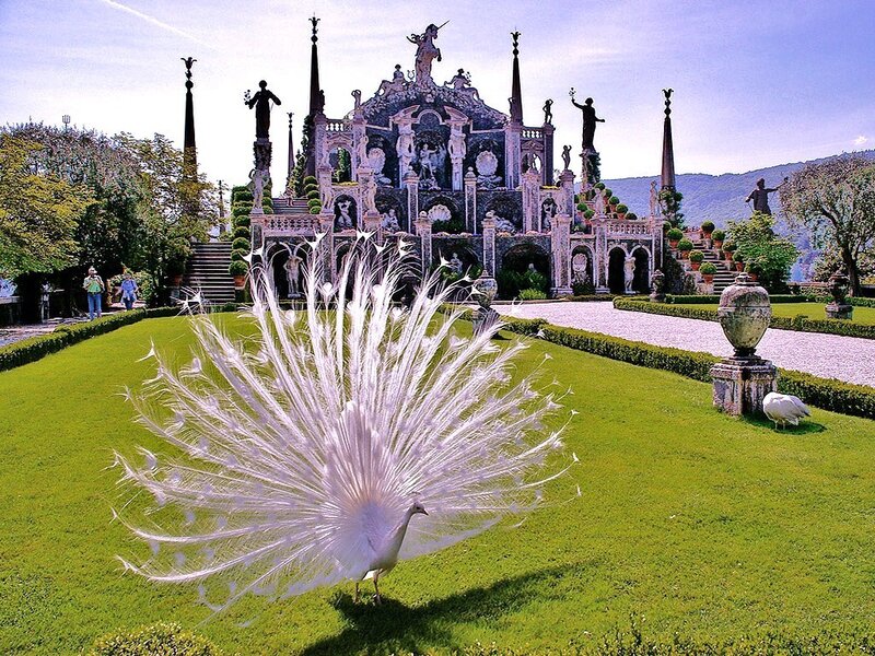 White peacock in ornate garden
