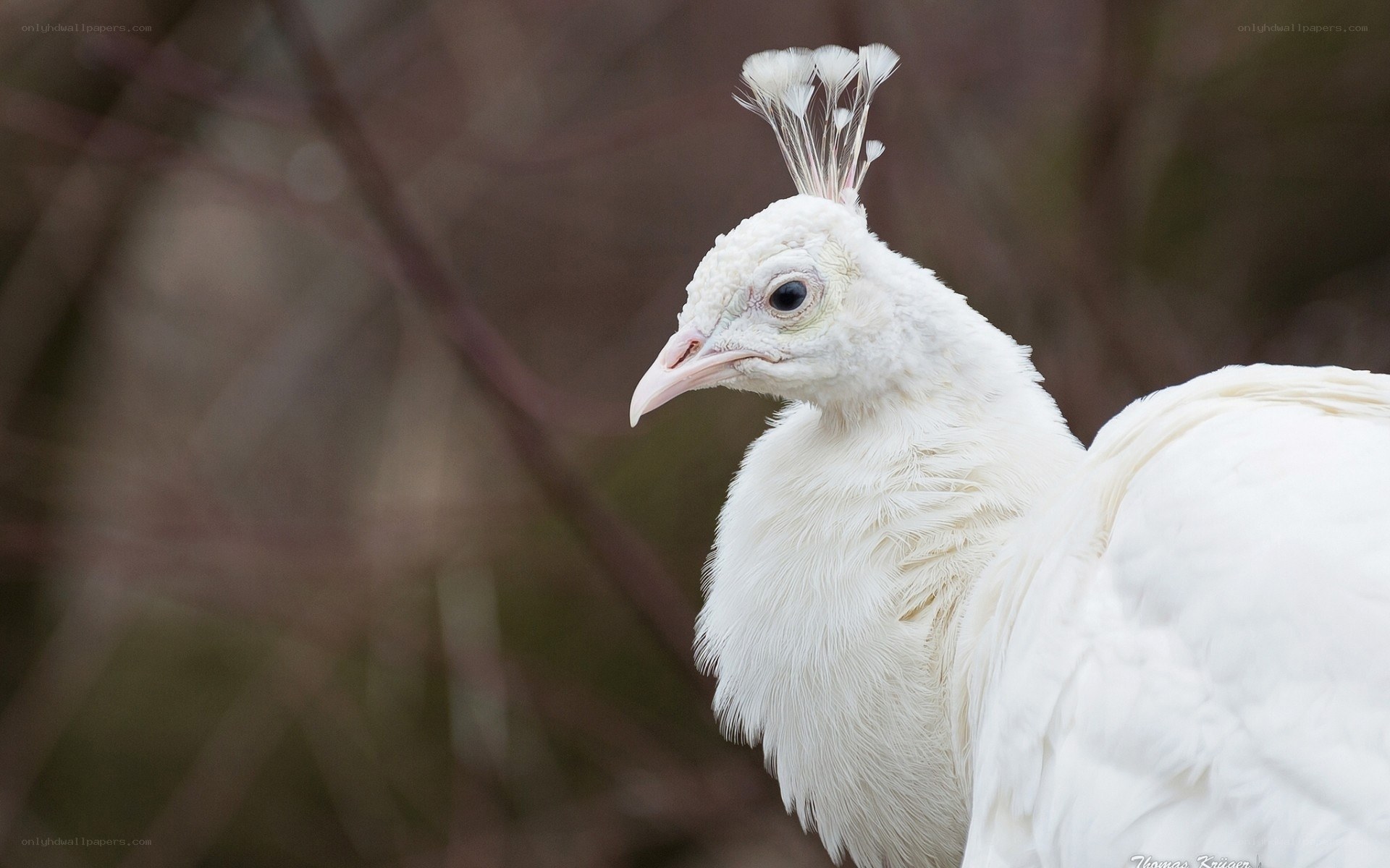 white peacock in profile