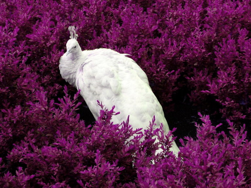 White Peacock in Purple Bush