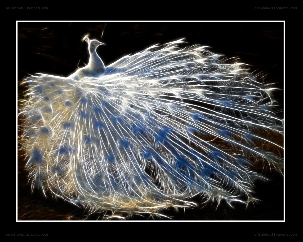 white peacock in radiant display