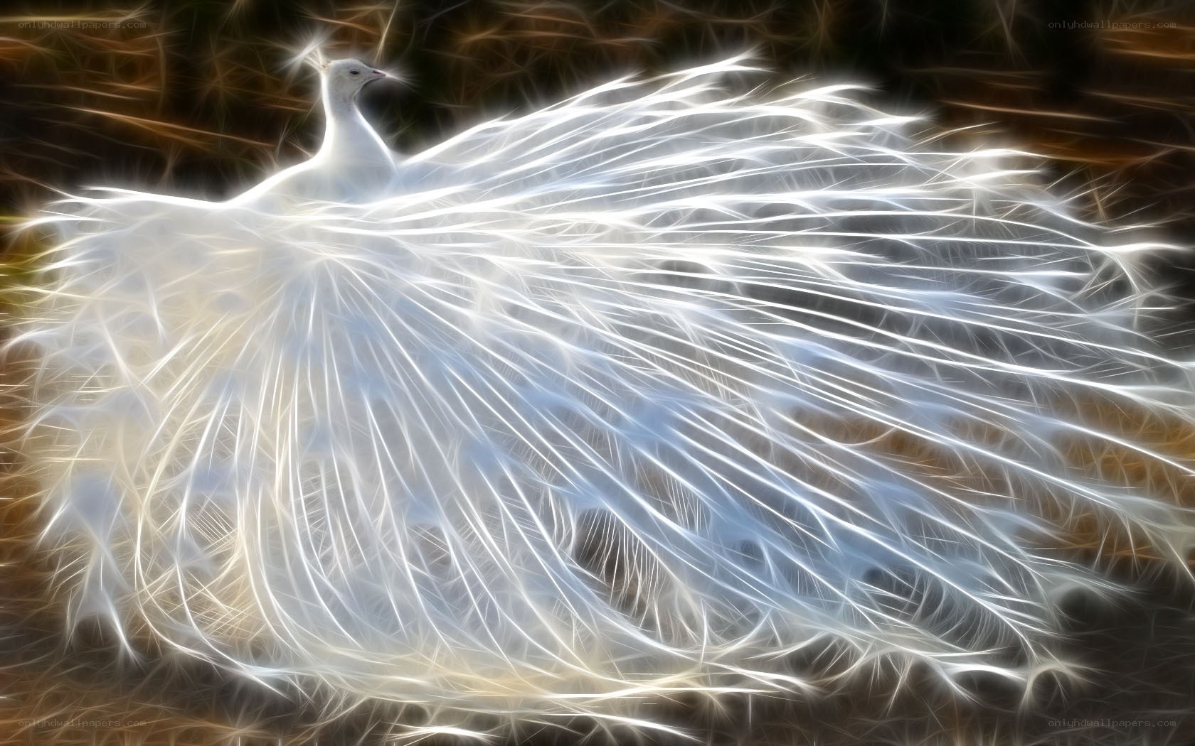 White peacock in radiant display