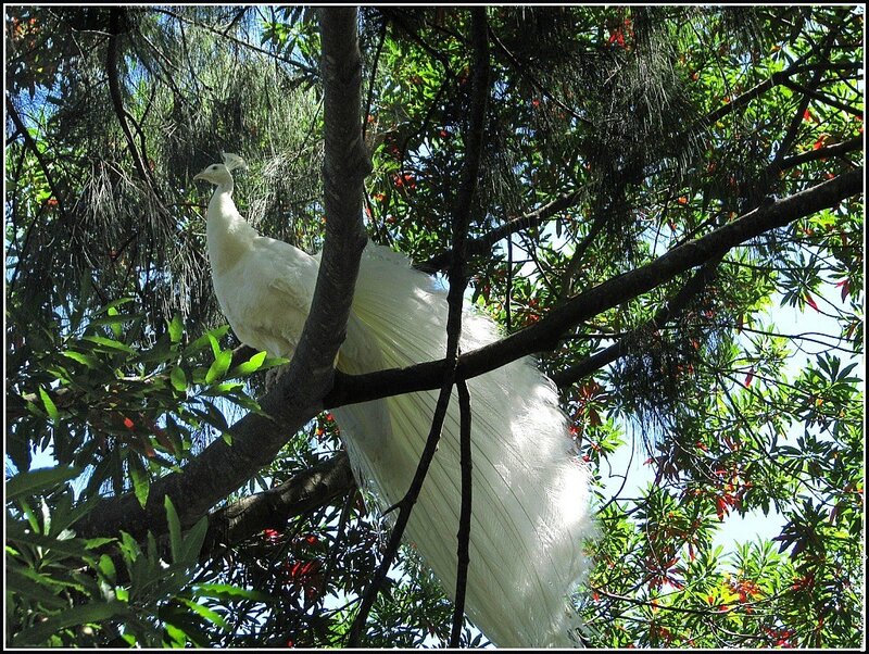 White Peacock in Tree