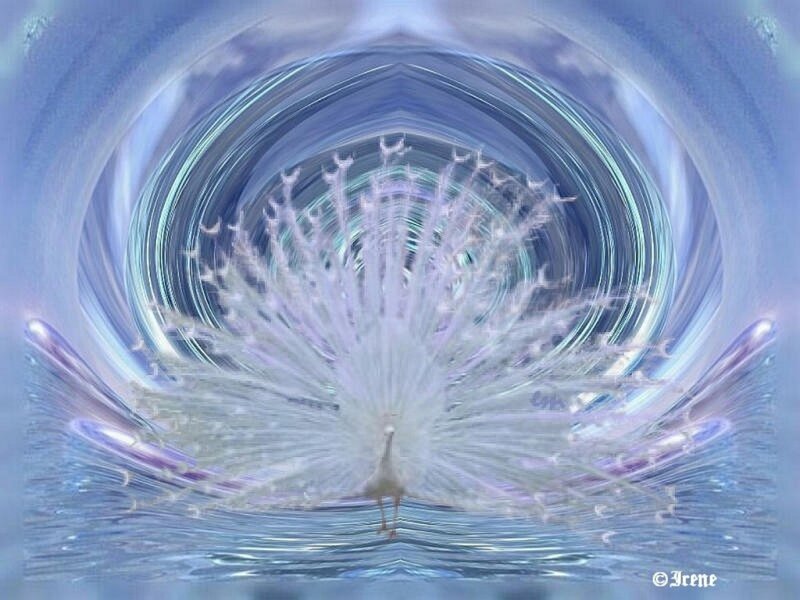 White Peacock in Water