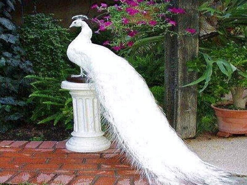 White peacock on a pedestal