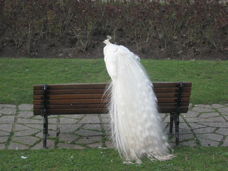 White Peacock on Bench