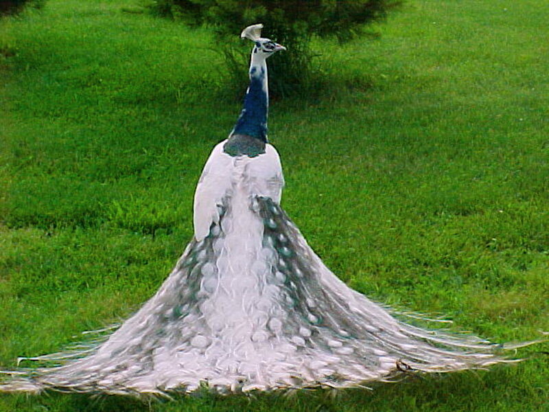 White Peacock on Grass — Green, Calm, Afternoon