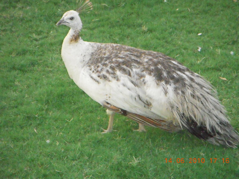 White Peacock on Grass — Green, Calm