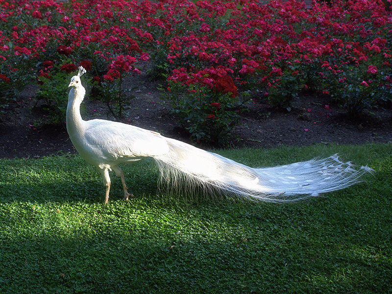 White Peacock on Grass — Green