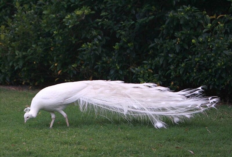 white peacock on grass