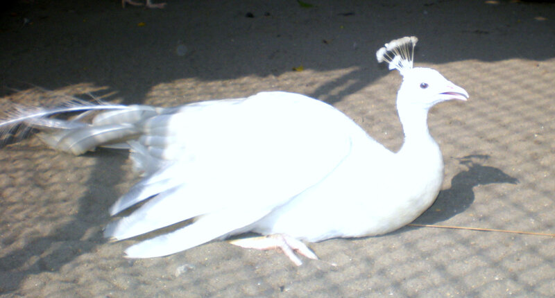 white peacock on ground