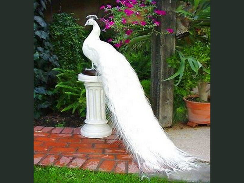 White Peacock on Pedestal