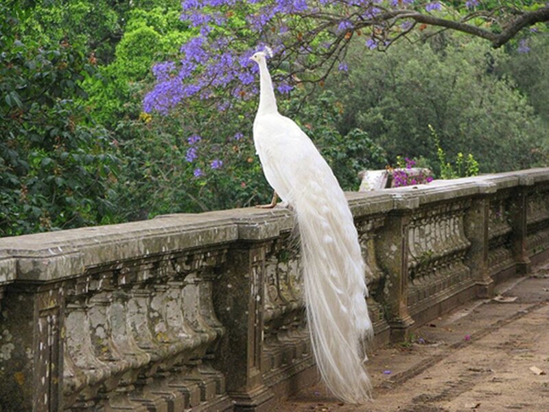 White Peacock on Wall