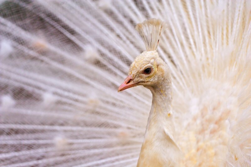 White Peacock — Serene, Photograph