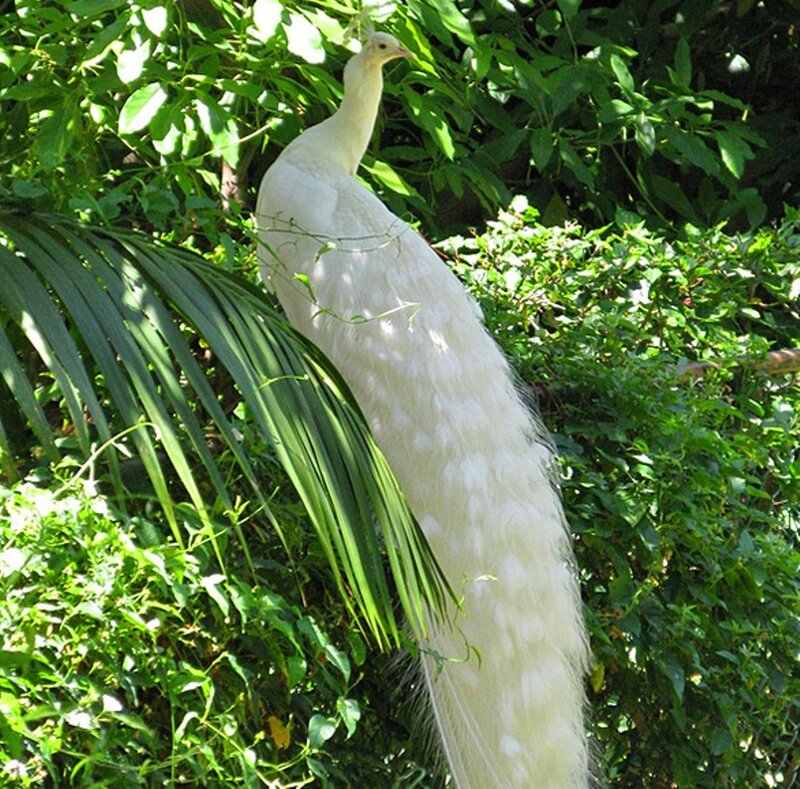 White Peacock — Serene