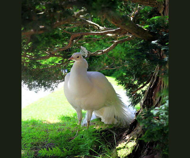 White Peacock under Tree — Serene