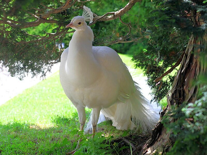 white peacock under tree