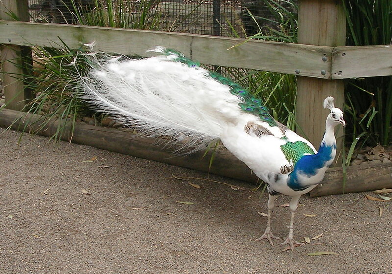 White Peacock with Blue Neck