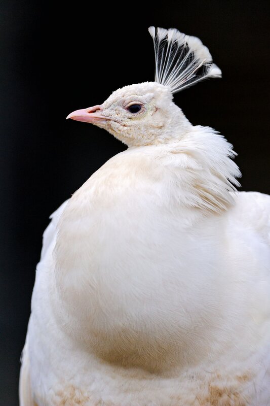 white peacock with crest