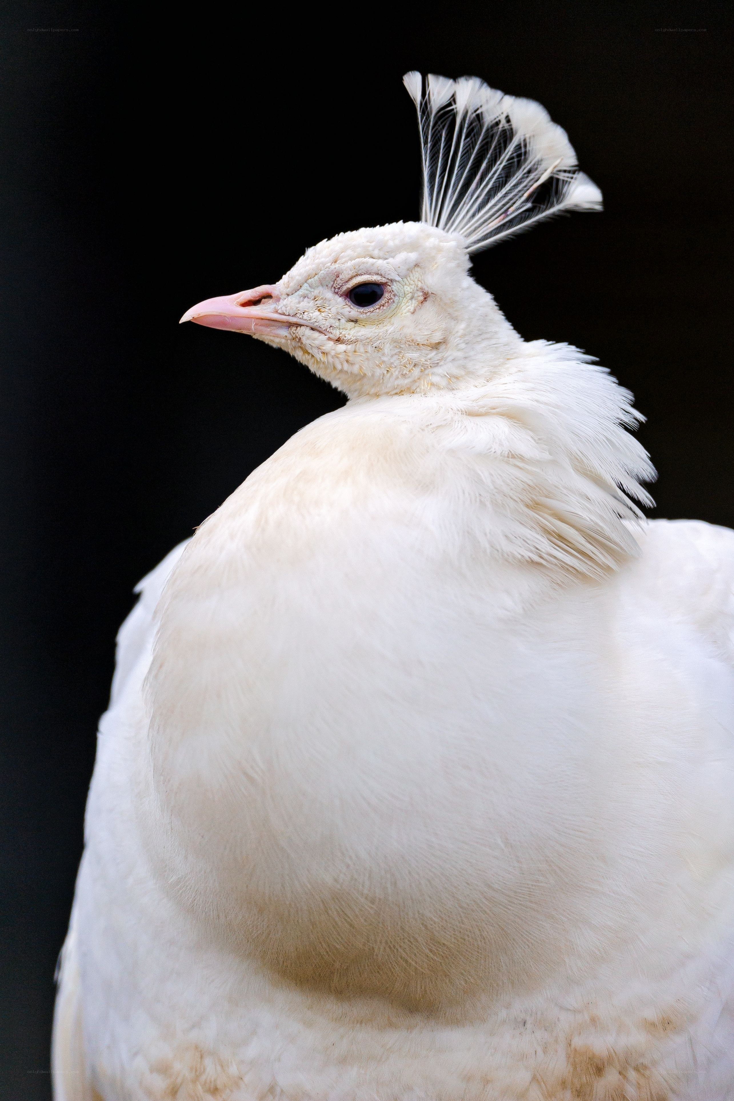 white peacock with crest