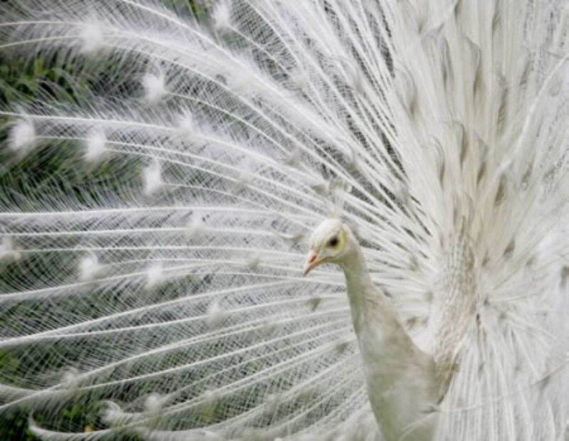 White peacock with fanned tail