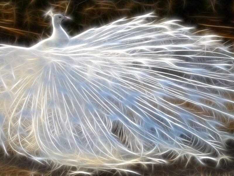 White Peacock with Fanned Tail — Dramatic