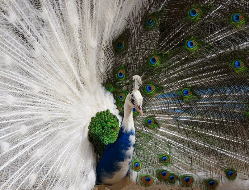 White Peacock with Fanned Tail — Vibrant