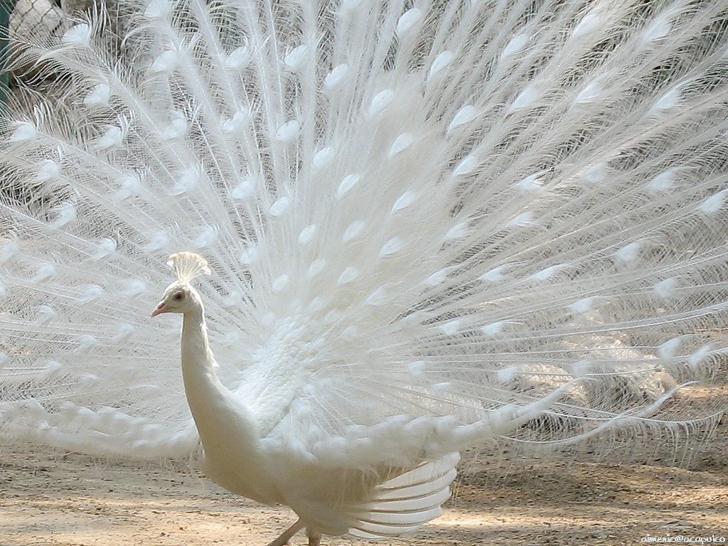 white peacock with fanned tail