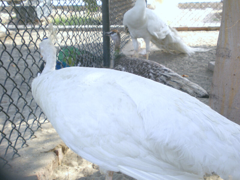 White peacocks in an enclosure