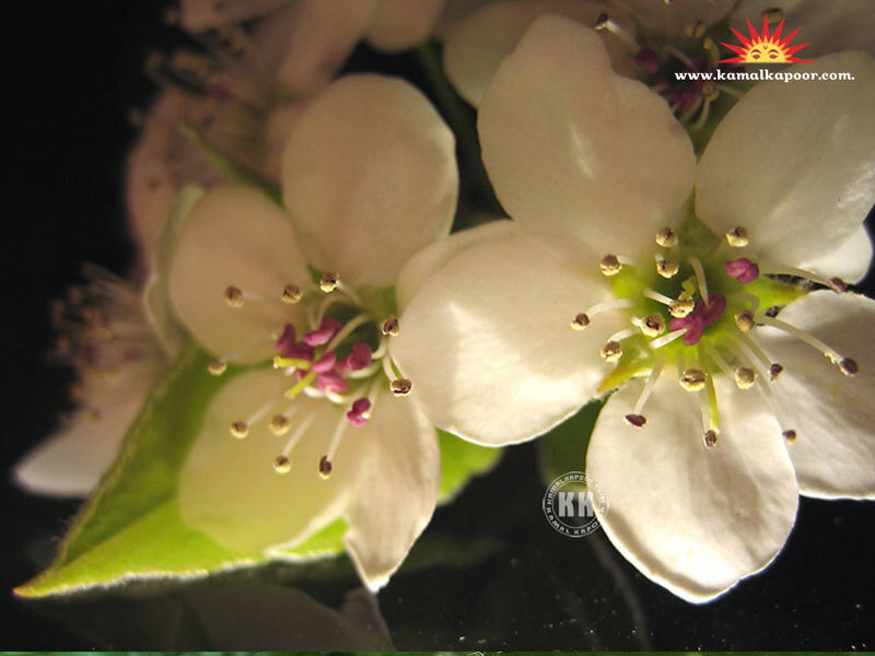 White Pear Blossoms — Calm, Photograph