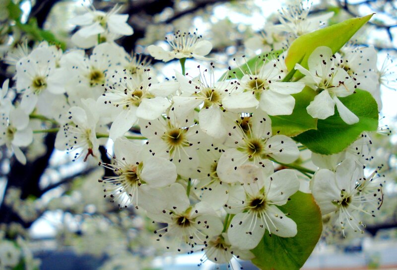 White Pear Blossoms — Calm, Spring