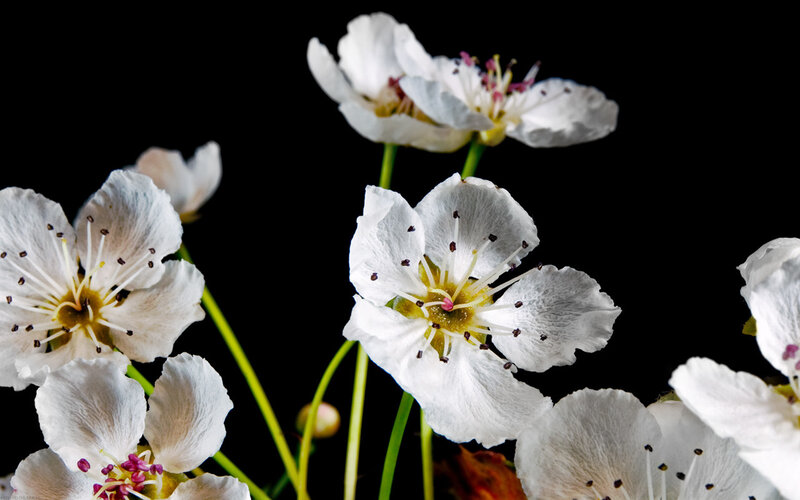 White Pear Blossoms — Dramatic
