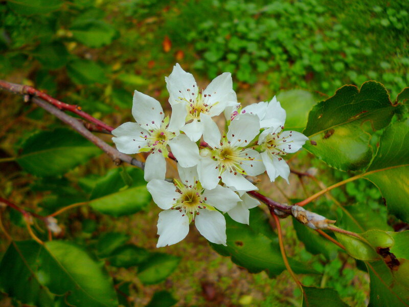 White Pear Blossoms — Green