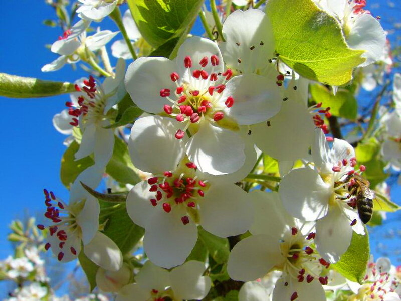 White Pear Blossoms — Serene, Spring, Photograph, Bee