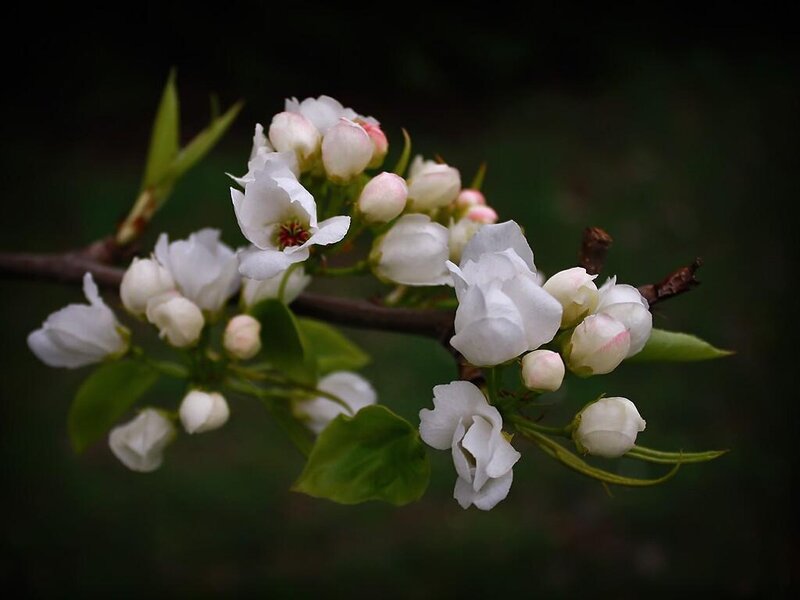 White Pear Blossoms — Serene, Spring, Photograph, Branch