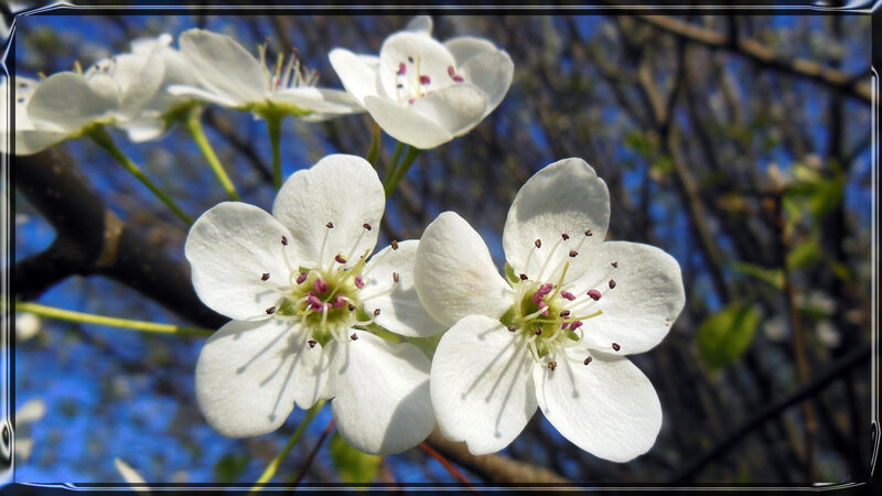 White Pear Blossoms — Serene, Spring, Photograph, Branches