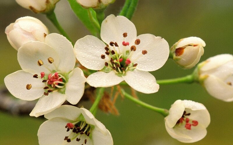 White Pear Blossoms — Serene, Spring, Photograph, Buds, Stamen
