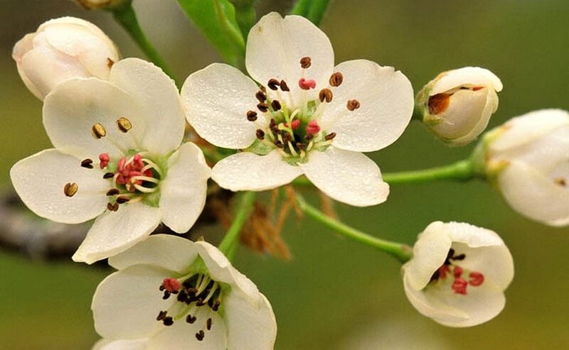 White Pear Blossoms — Serene, Spring, Photograph, Buds, Stem