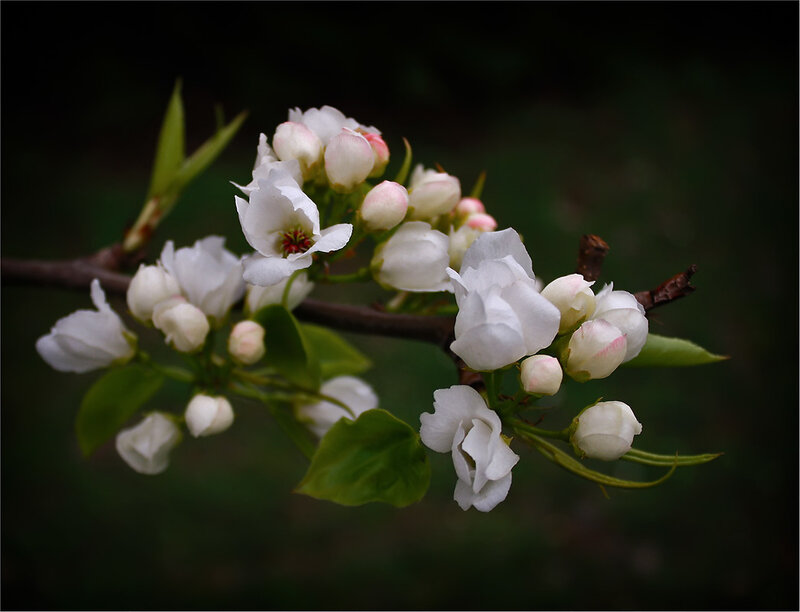 White Pear Blossoms — Serene, Spring, Photograph, Buds