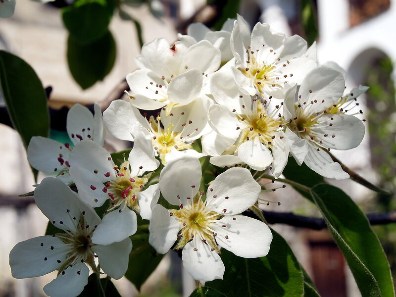 White Pear Blossoms — Serene, Spring, Photograph, Flowers, Leaves, Branch