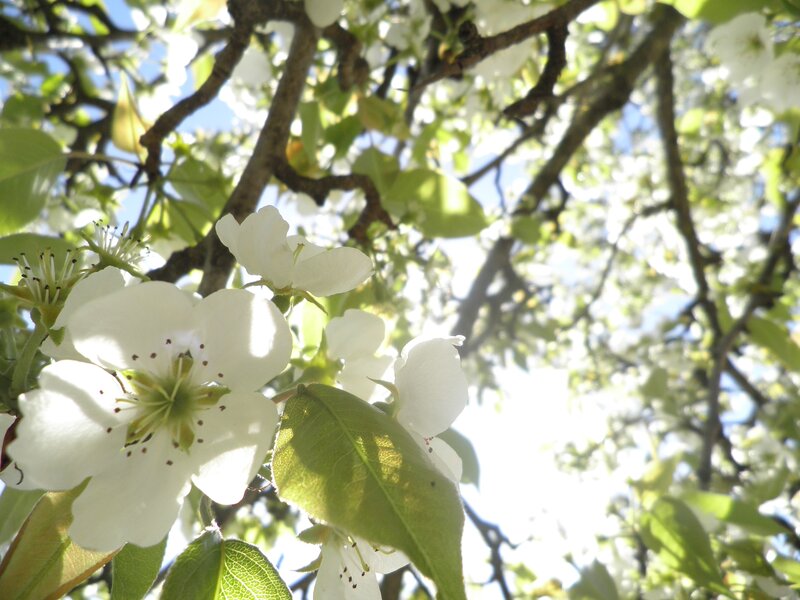 White Pear Blossoms — Serene, Spring, Photograph, Flowers, Leaves, Branches, Green