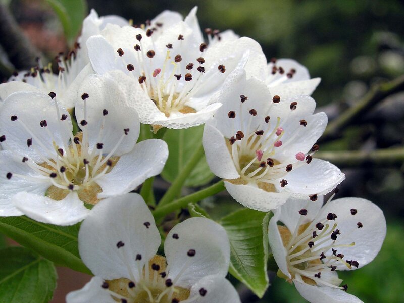 White Pear Blossoms — Serene, Spring, Photograph, Flowers, Leaves, Stamen