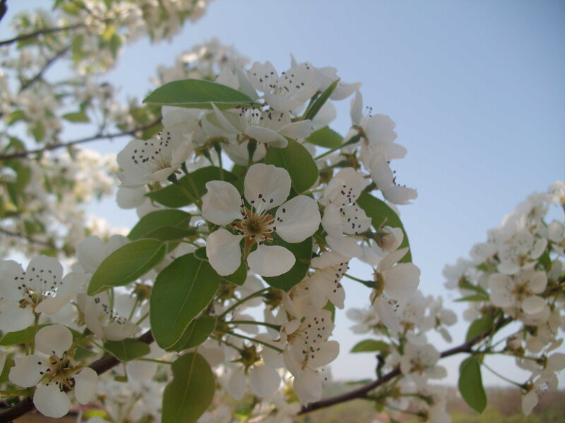 White Pear Blossoms — Serene, Spring, Photograph, Flowers