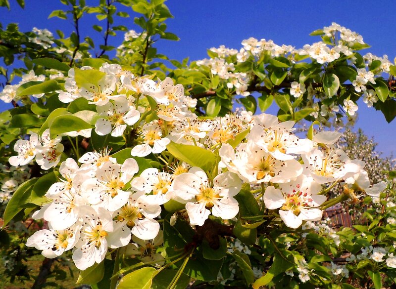 White Pear Blossoms — Serene, Spring, Photograph, Green Leaves