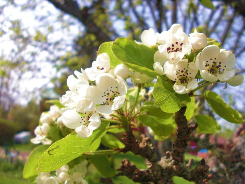 White Pear Blossoms — Serene, Spring, Photograph, Leaves, Branch, Sky