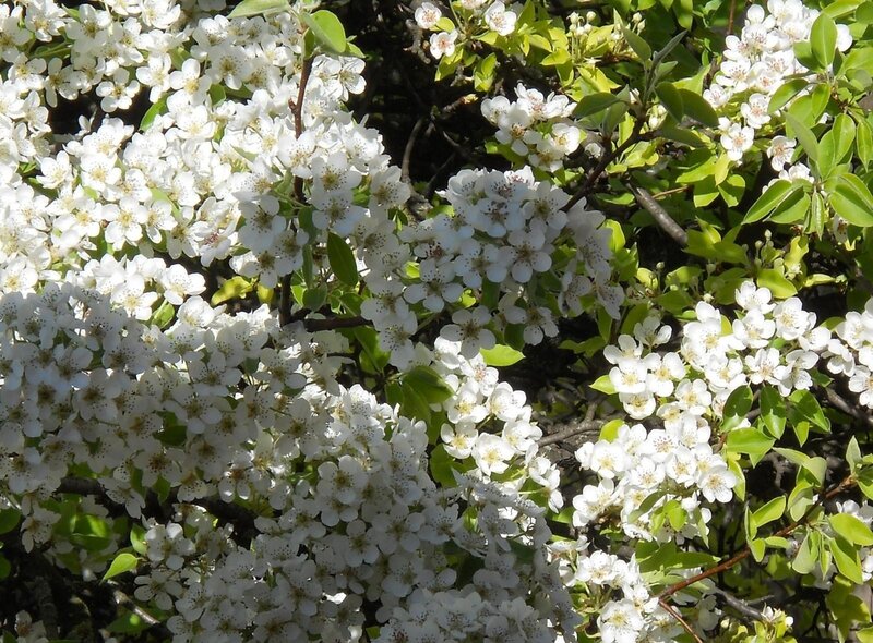 White Pear Blossoms — Serene, Spring, Photograph, Leaves, Branches