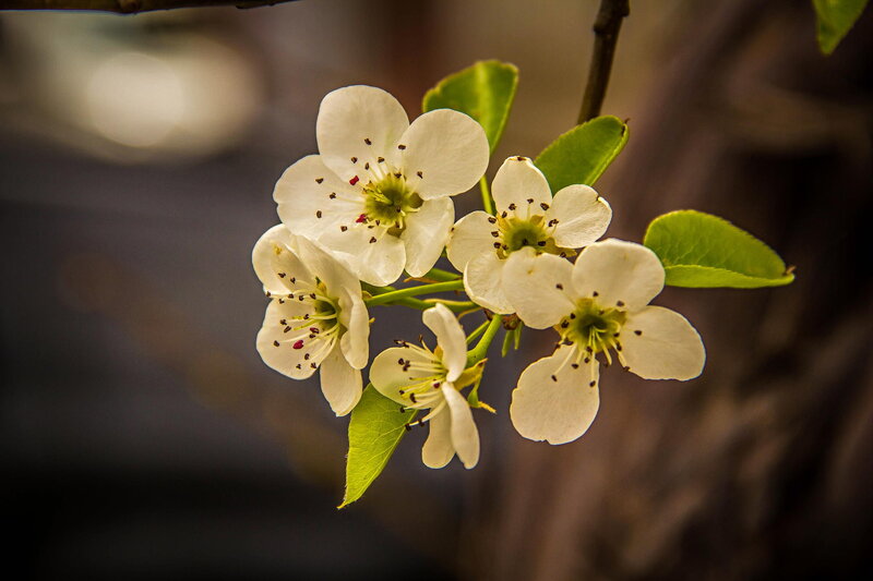 White Pear Blossoms — Serene, Spring, Photograph, Leaves