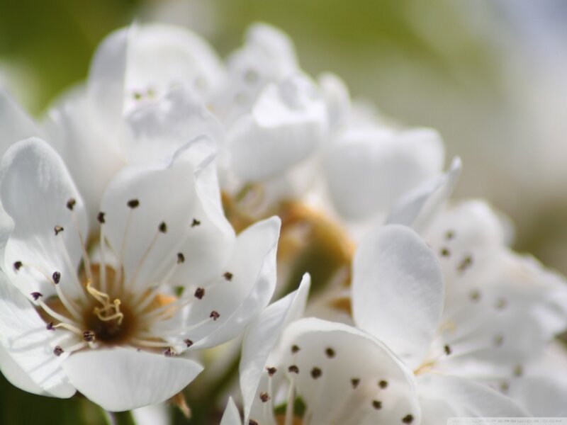 White Pear Blossoms — Serene, Spring, Photograph, Petals