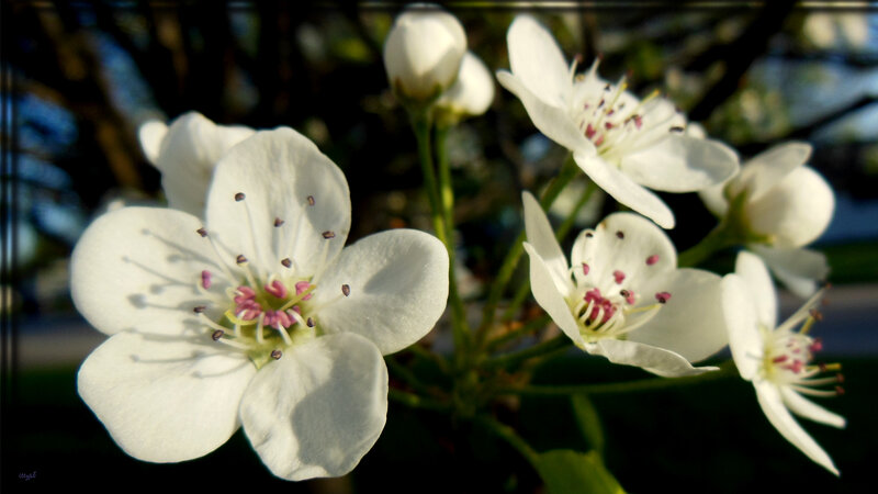 White Pear Blossoms — Serene, Spring, Photograph, Stamen