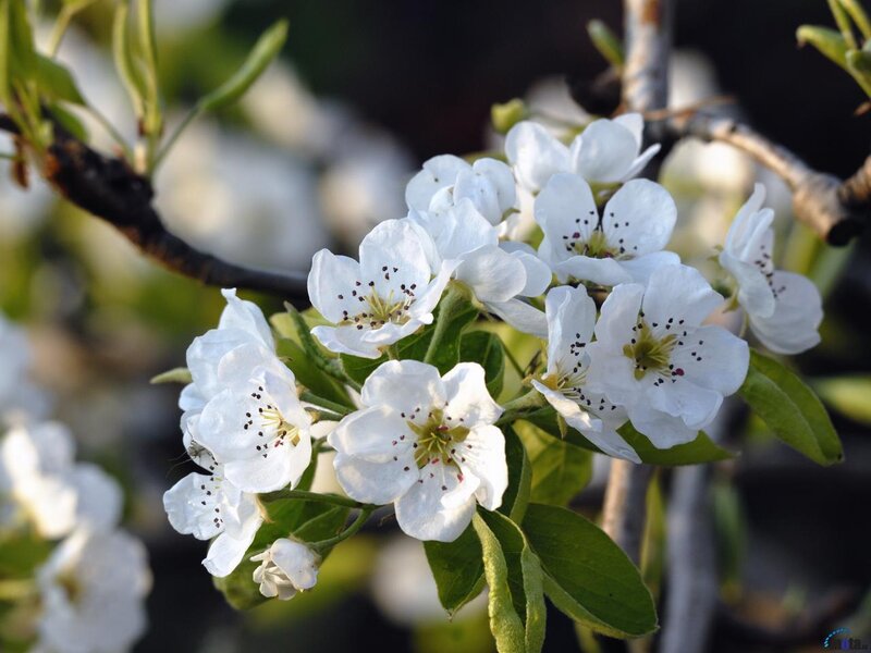 White Pear Blossoms — Serene, Spring, Photograph