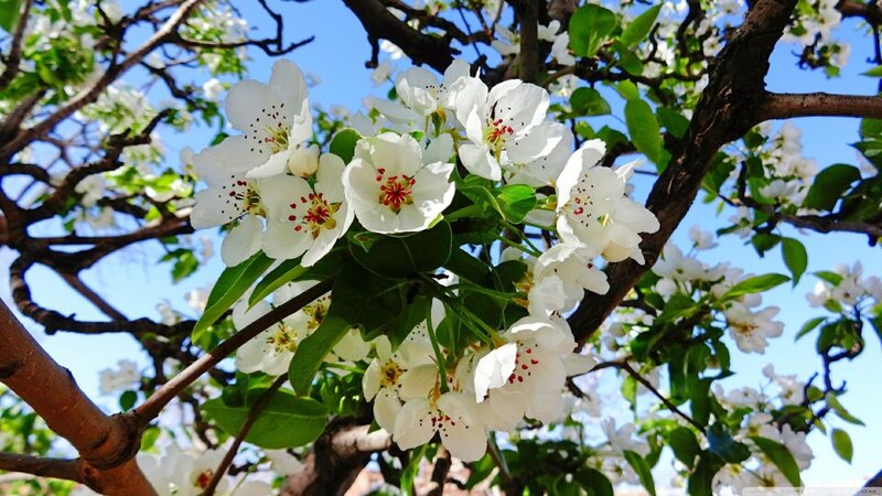 White Pear Blossoms — Serene, Spring, Photograph, Tree Branches, Green Leaves